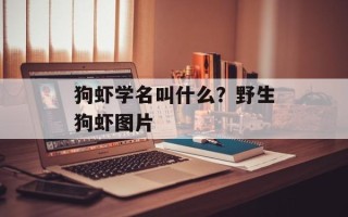 狗虾学名叫什么？野生狗虾图片