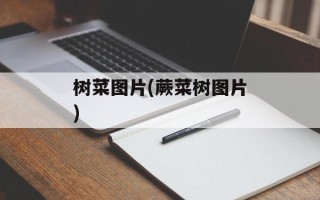 树菜图片(蕨菜树图片)