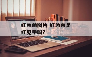 红葱菌图片 红葱菌是红见手吗？