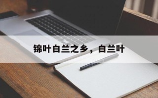 锦叶白兰之乡，白兰叶