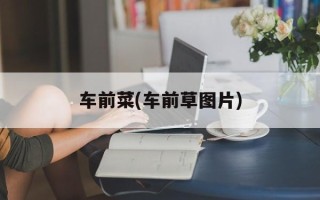 车前菜(车前草图片)