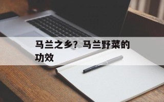 马兰之乡？马兰野菜的功效