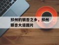 邳州的银杏之乡，邳州银杏大道图片