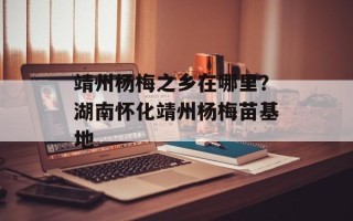 靖州杨梅之乡在哪里？湖南怀化靖州杨梅苗基地