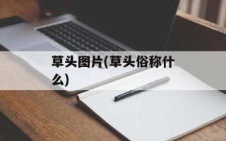 草头图片(草头俗称什么)