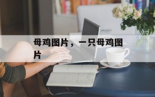 母鸡图片，一只母鸡图片