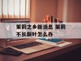 茉莉之乡新消息 茉莉不长新叶怎么办