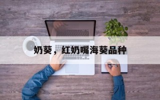 奶葵，红奶嘴海葵品种