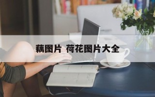 藕图片 荷花图片大全