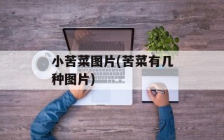 小苦菜图片(苦菜有几种图片)