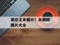 银花之乡图片？白银树图片大全