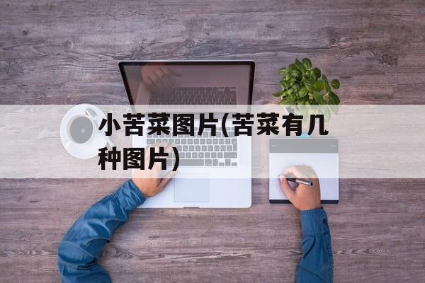 小苦菜图片(苦菜有几种图片)-第1张图片-