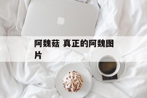 阿魏菇 真正的阿魏图片-第1张图片-