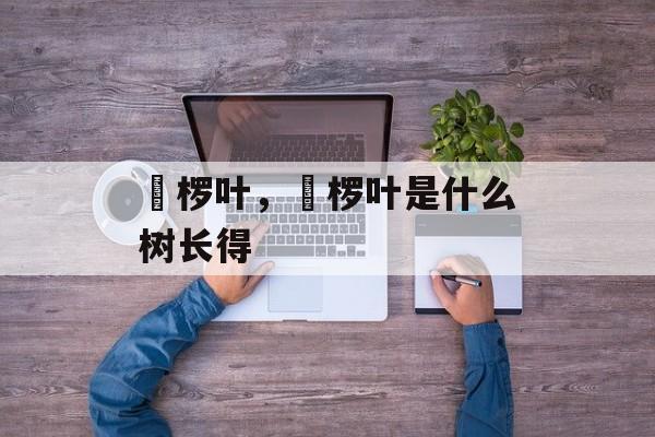 桲椤叶，桲椤叶是什么树长得-第1张图片-