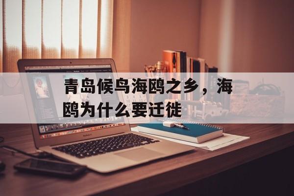 青岛候鸟海鸥之乡，海鸥为什么要迁徙-第1张图片-